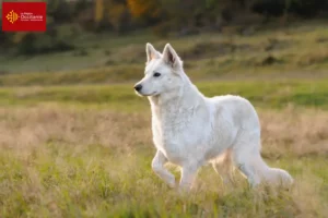 Lire la suite à propos de l’article Berger blanc suisse éleveur et chiots en Occitanie