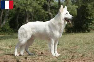 Lire la suite à propos de l’article Berger blanc suisse éleveur et chiots à la Réunion