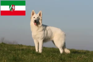 Lire la suite à propos de l’article Berger blanc suisse éleveurs et chiots en Rhénanie du Nord-Westphalie