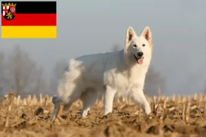 Lire la suite à propos de l’article Berger blanc suisse éleveurs et chiots en Rhénanie-Palatinat