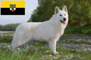Lire la suite à propos de l’article Berger blanc suisse éleveurs et chiots en Saxe-Anhalt