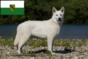 Lire la suite à propos de l’article Berger blanc suisse éleveurs et chiots en Saxe