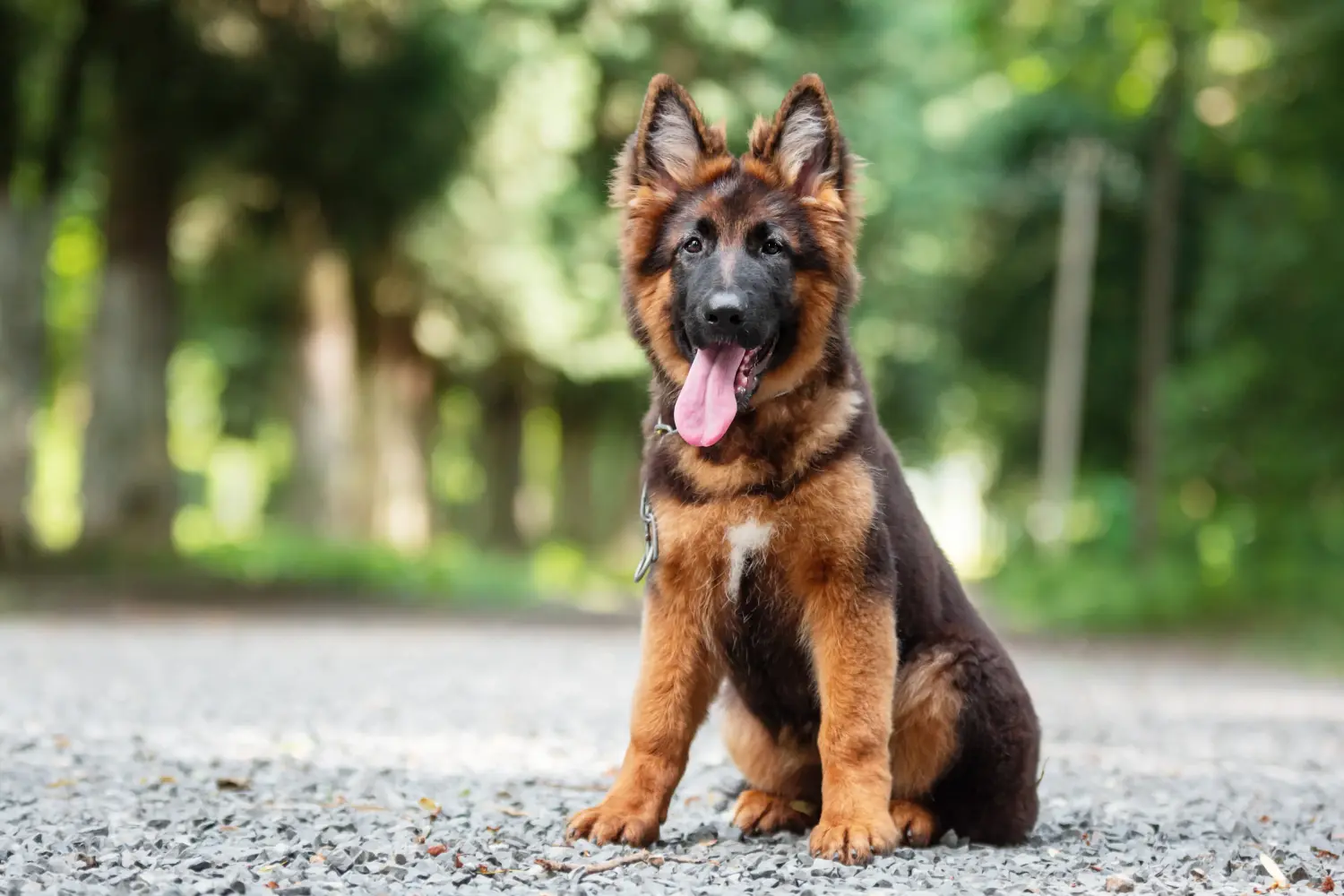 Acheter un chiot berger allemand, c'est prendre ses responsabilités ! Acheter un chiot berger allemand.