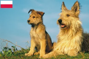 Lire la suite à propos de l’article Berger de Picardie Éleveurs et chiots en Pologne