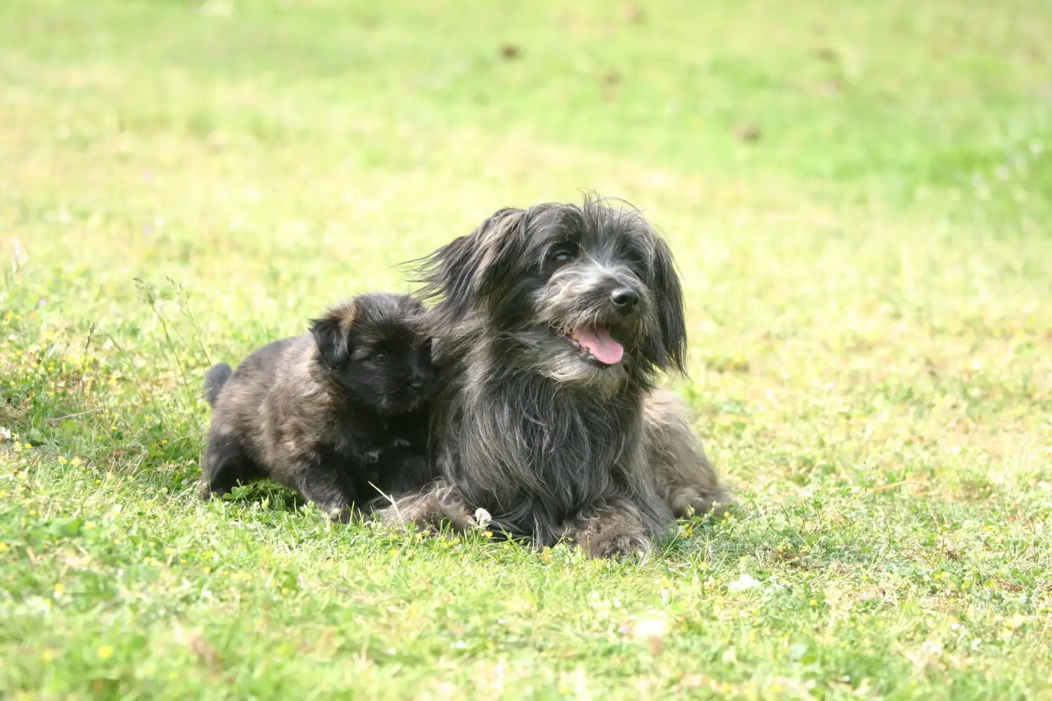 Acheter un chiot Berger des Pyrénées, c'est prendre ses responsabilités ! Acheter des chiots Berger des Pyrénées.