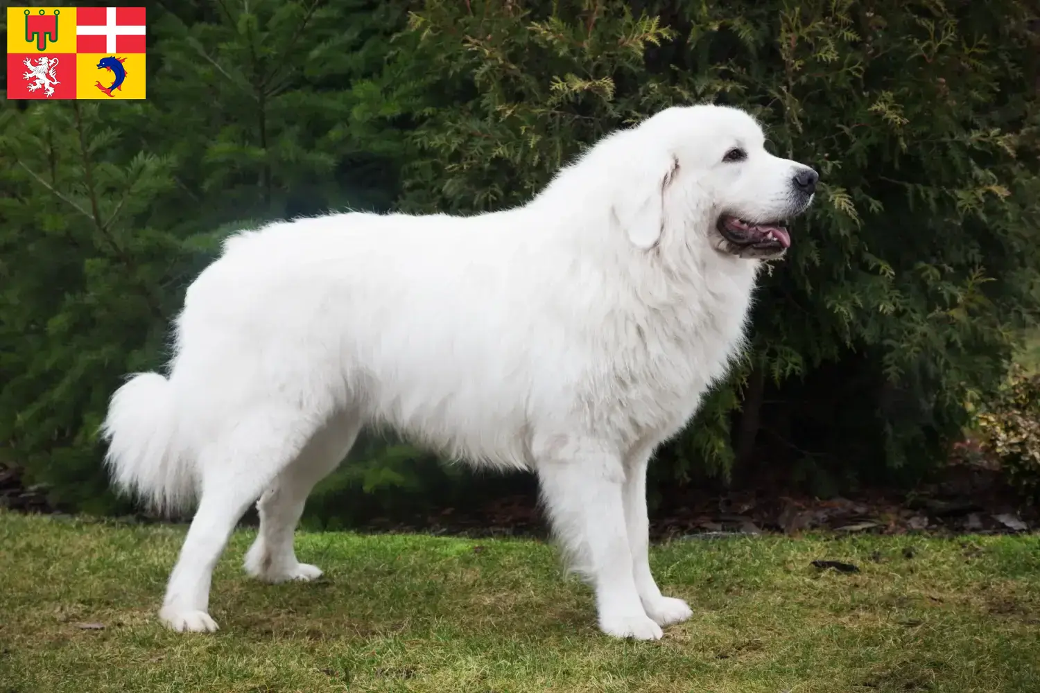 Berger des Tatras chiots et éleveurs Auvergne-Rhône-Alpes Ici, tu trouveras des éleveurs de chiens de berger des Tatras en Auvergne-Rhône-Alpes.