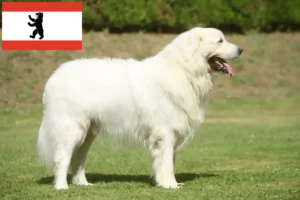 Lire la suite à propos de l’article Éleveurs de bergers des Tatras et chiots à Berlin
