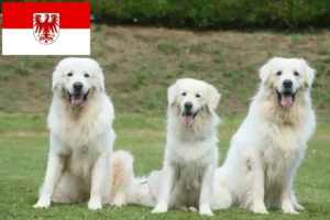 Lire la suite à propos de l’article Éleveurs de chiens de berger des Tatras et chiots dans le Brandebourg