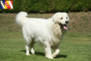 Lire la suite à propos de l’article Éleveurs de bergers des Tatras et chiots en Grand Est