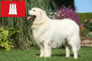 Lire la suite à propos de l’article Éleveurs de chiens de berger des Tatras et chiots à Hambourg