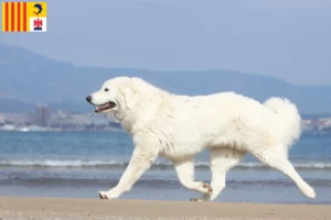 Lire la suite à propos de l’article Éleveurs de chiens de berger des Tatras et chiots en Provence-Alpes-Côte d’Azur
