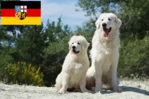 Lire la suite à propos de l’article Éleveurs de chiens de berger des Tatras et chiots en Sarre