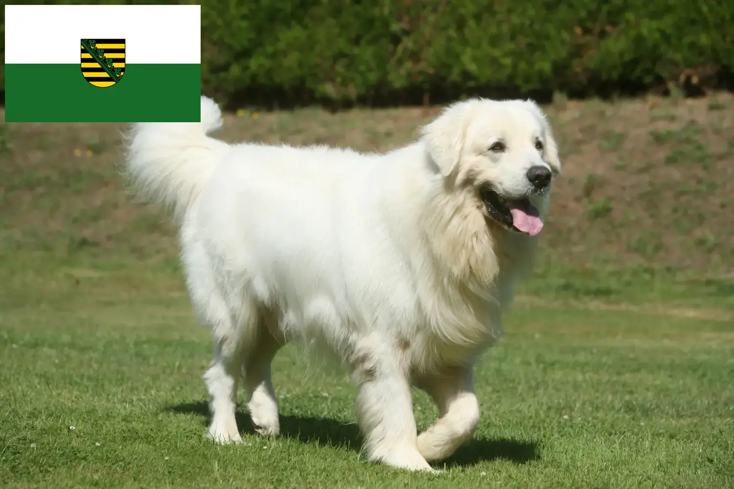 Berger des Tatras chiots et éleveurs Saxe Ici, tu trouveras des éleveurs de chiens de berger des Tatras en Saxe.