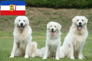 Lire la suite à propos de l’article Éleveurs de chiens de berger des Tatras et chiots dans le Schleswig-Holstein