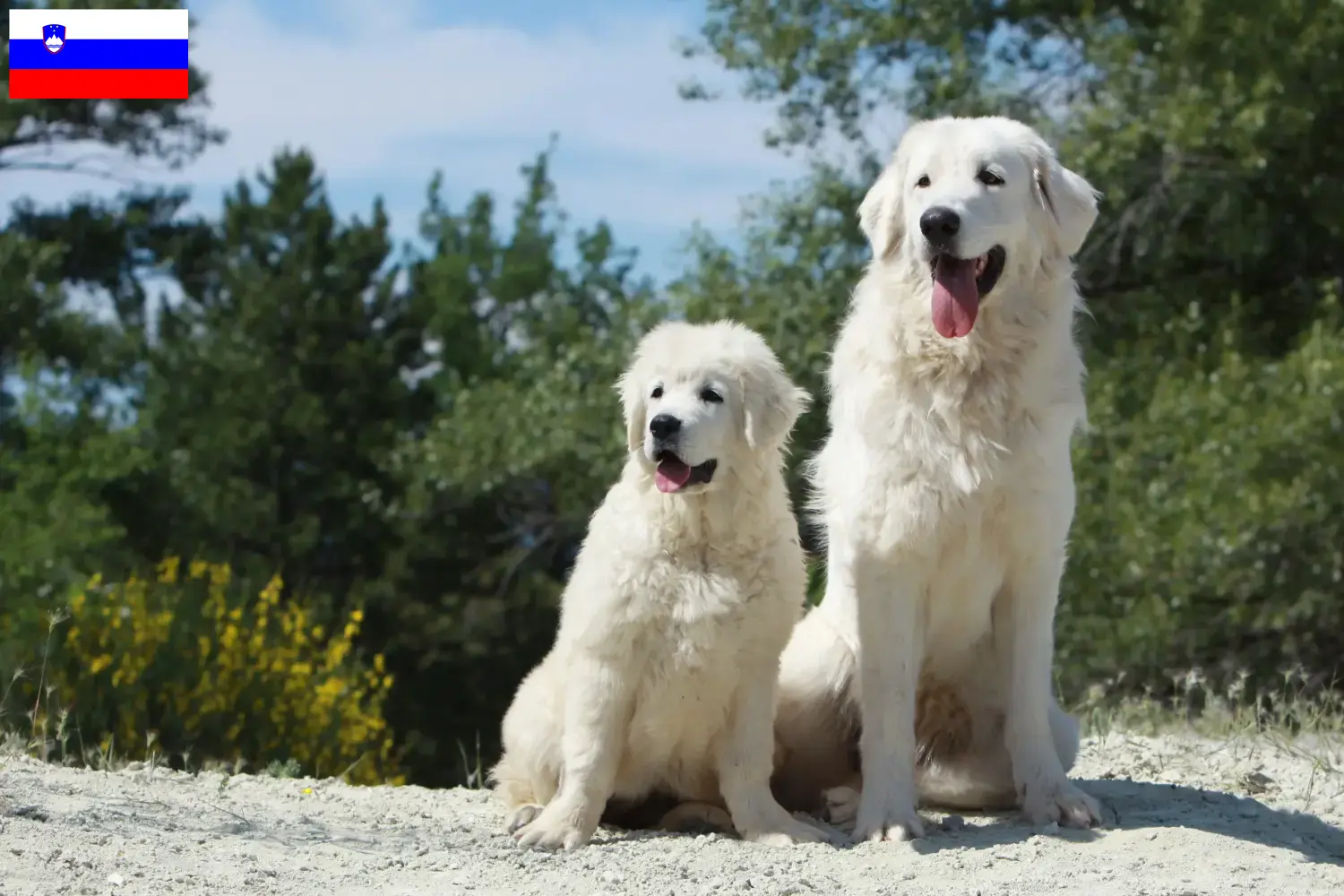 Chien de berger des Tatras chiots et éleveurs Slovénie Ici, tu trouveras des éleveurs de chiens de berger des Tatras en Slovénie.