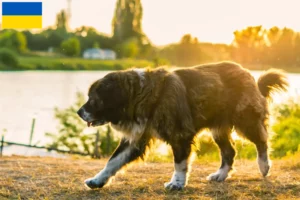 Lire la suite à propos de l’article Berger du Caucase éleveurs et chiots en Ukraine
