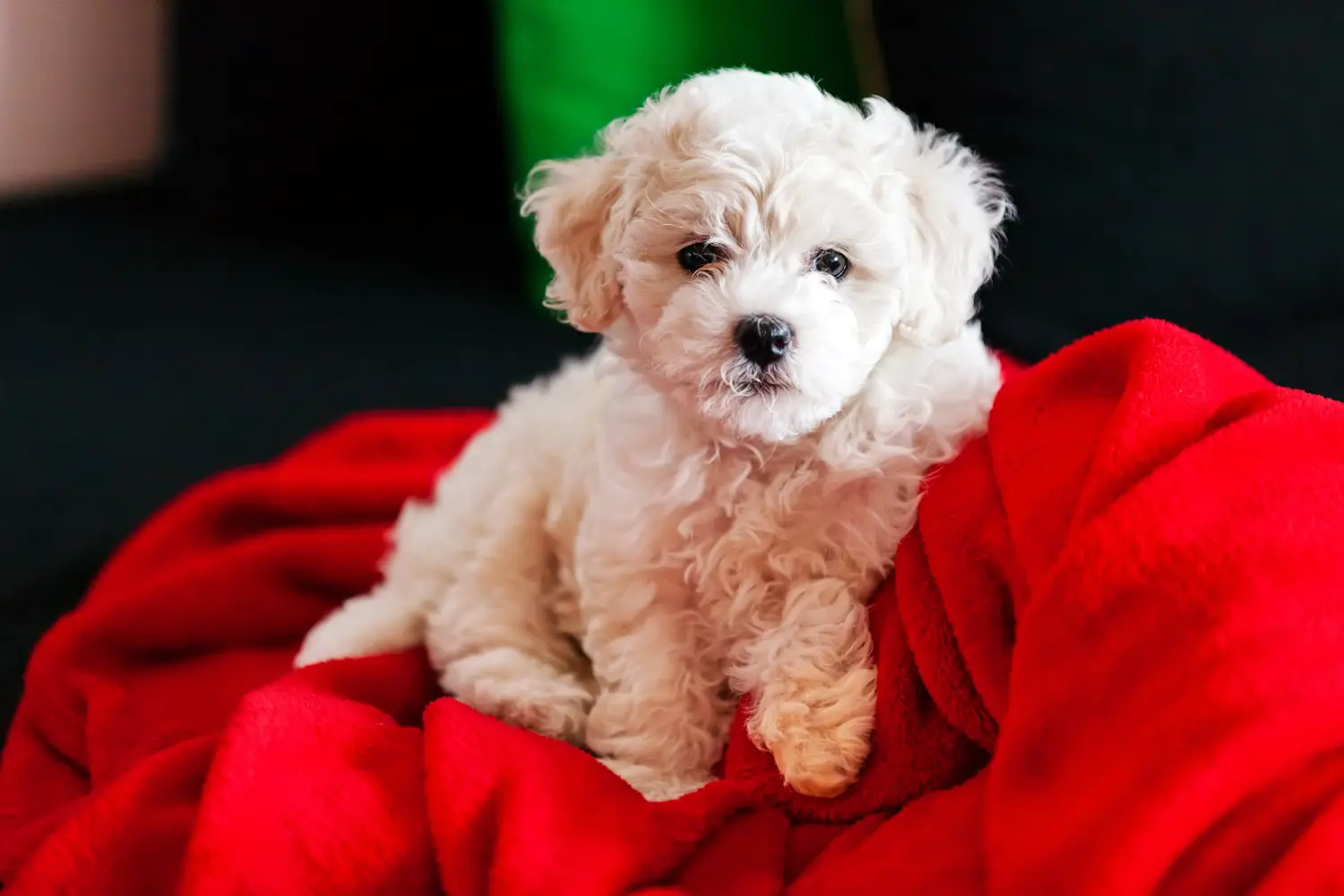 Acheter un chiot Bichon Frisé, c'est prendre ses responsabilités ! Acheter des chiots bichon frisé.