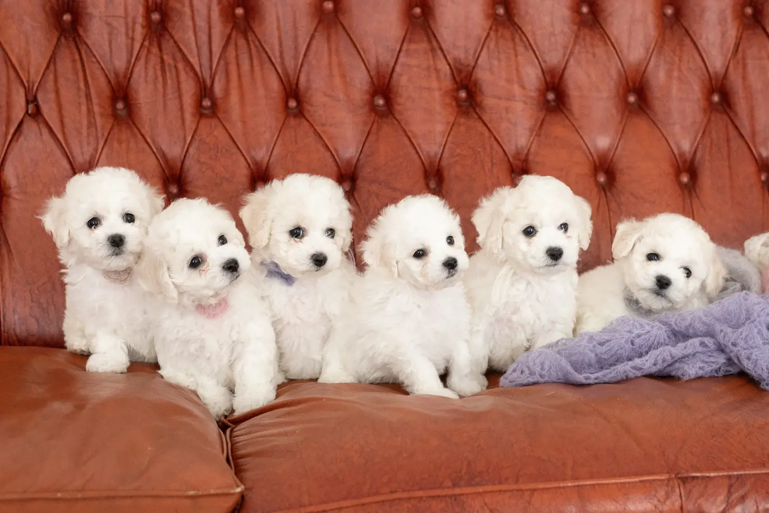 Acheter un chiot Bichon Frisé, c'est prendre ses responsabilités ! Acheter des chiots bichon frisé.