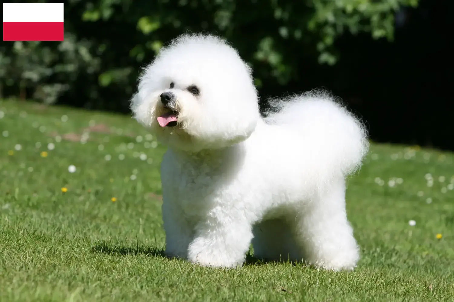 Bichon Frisé chiots et éleveurs Pologne Ici, tu trouveras des éleveurs de Bichon Frisé en Pologne.