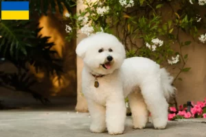Lire la suite à propos de l’article Éleveurs de Bichon Frisé et chiots en Ukraine