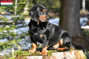 Lire la suite à propos de l’article Blaireau des Alpes éleveurs et chiots en Hongrie