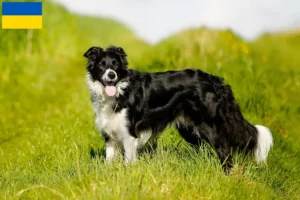 Lire la suite à propos de l’article Éleveurs de Border Collie et chiots en Ukraine
