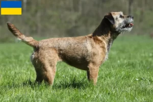 Lire la suite à propos de l’article Éleveurs de border terriers et chiots en Ukraine