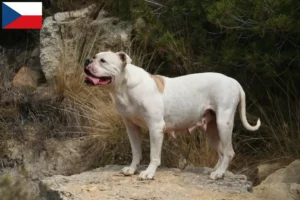 Lire la suite à propos de l’article Éleveurs de Bouledogues américains et chiots en République tchèque