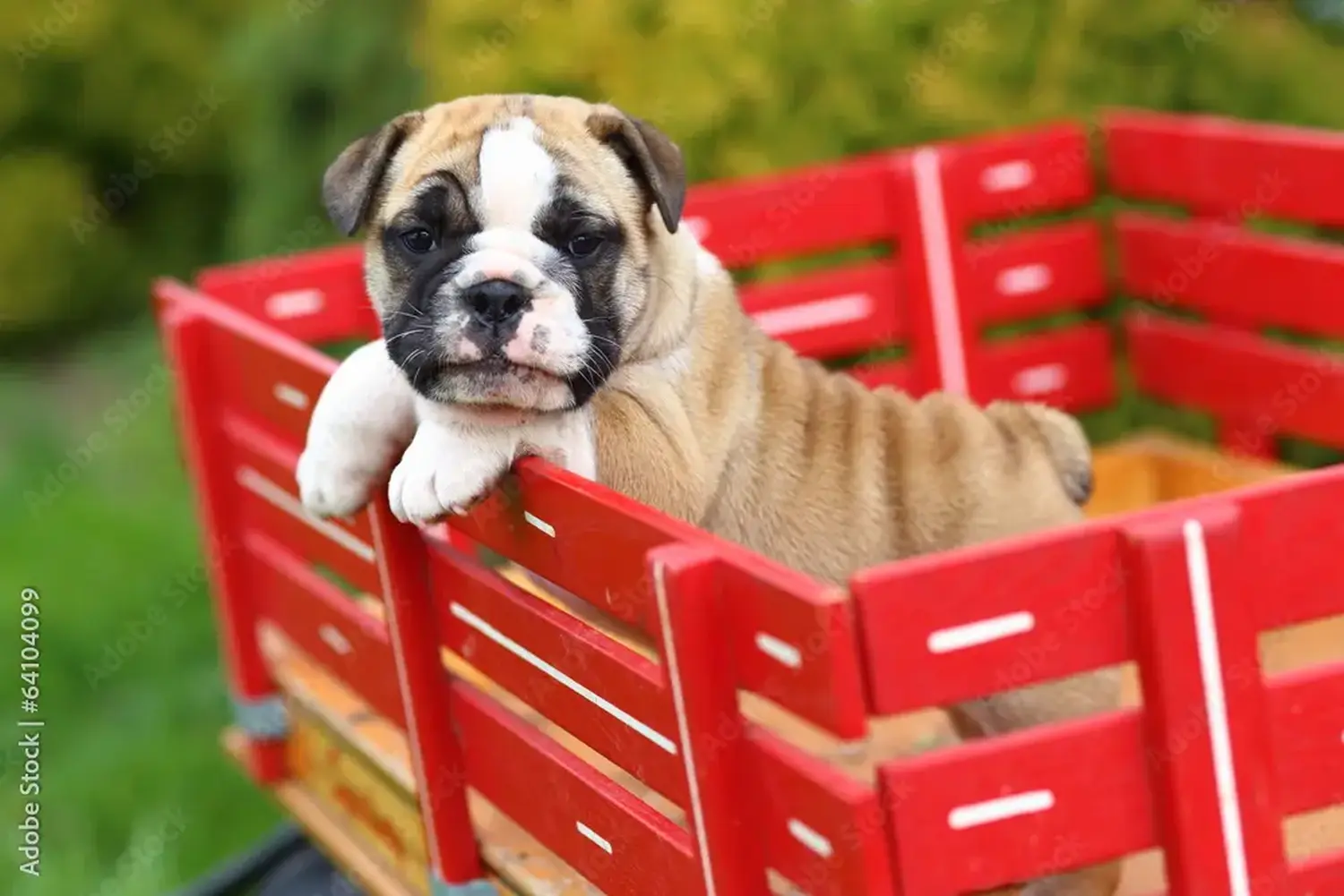 Acheter un chiot bouledogue anglais, c'est prendre ses responsabilités ! Acheter des chiots bouledogues anglais.