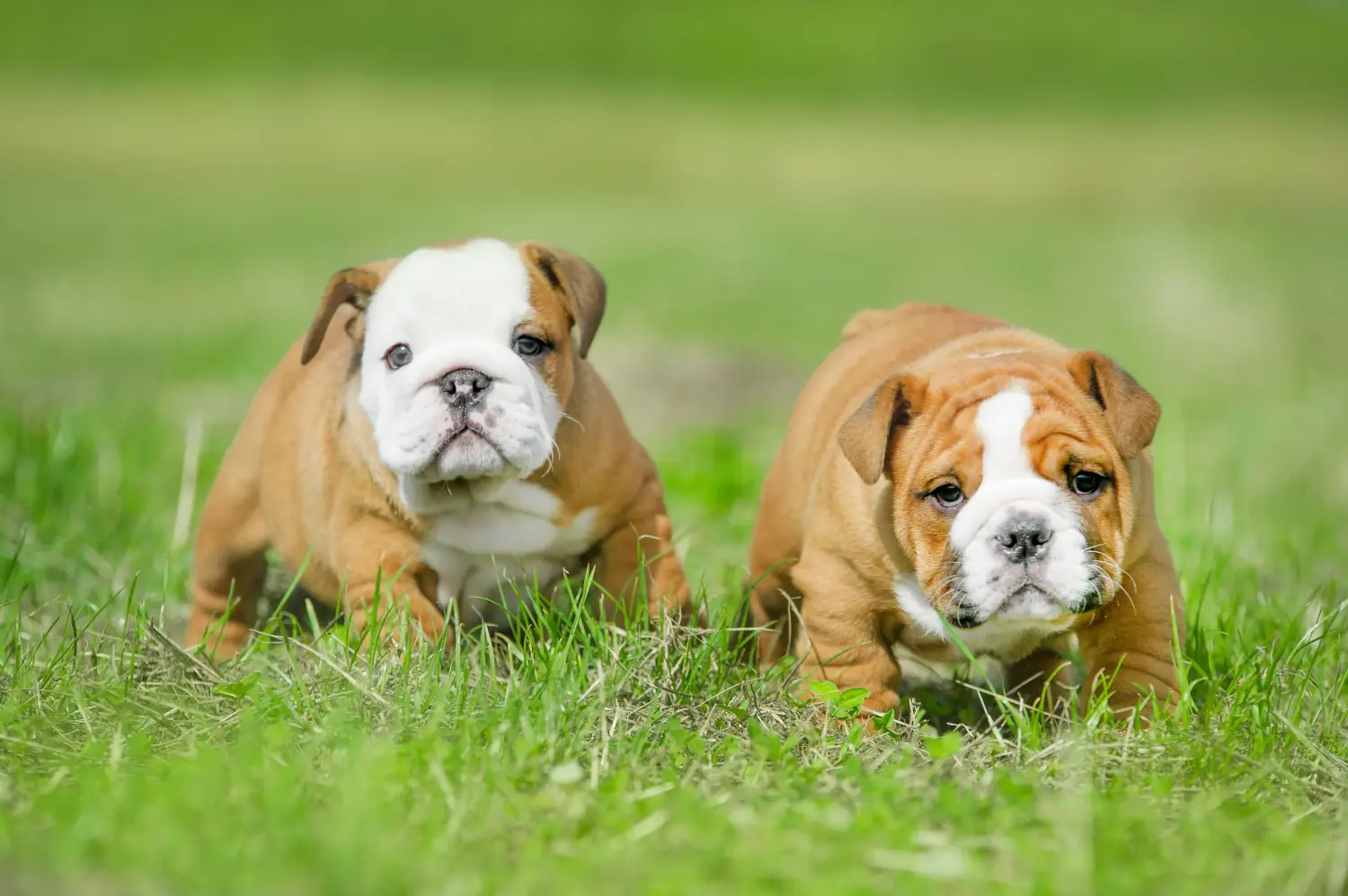 Acheter un chiot bouledogue anglais, c'est prendre ses responsabilités ! Acheter des chiots bouledogues anglais.