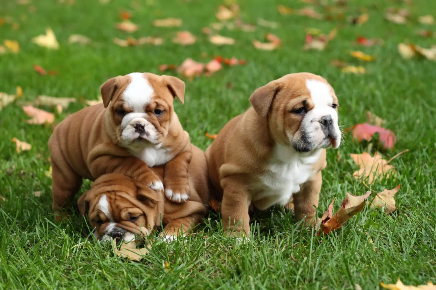 Acheter un chiot bouledogue anglais, c'est prendre ses responsabilités ! Acheter des chiots bouledogues anglais.