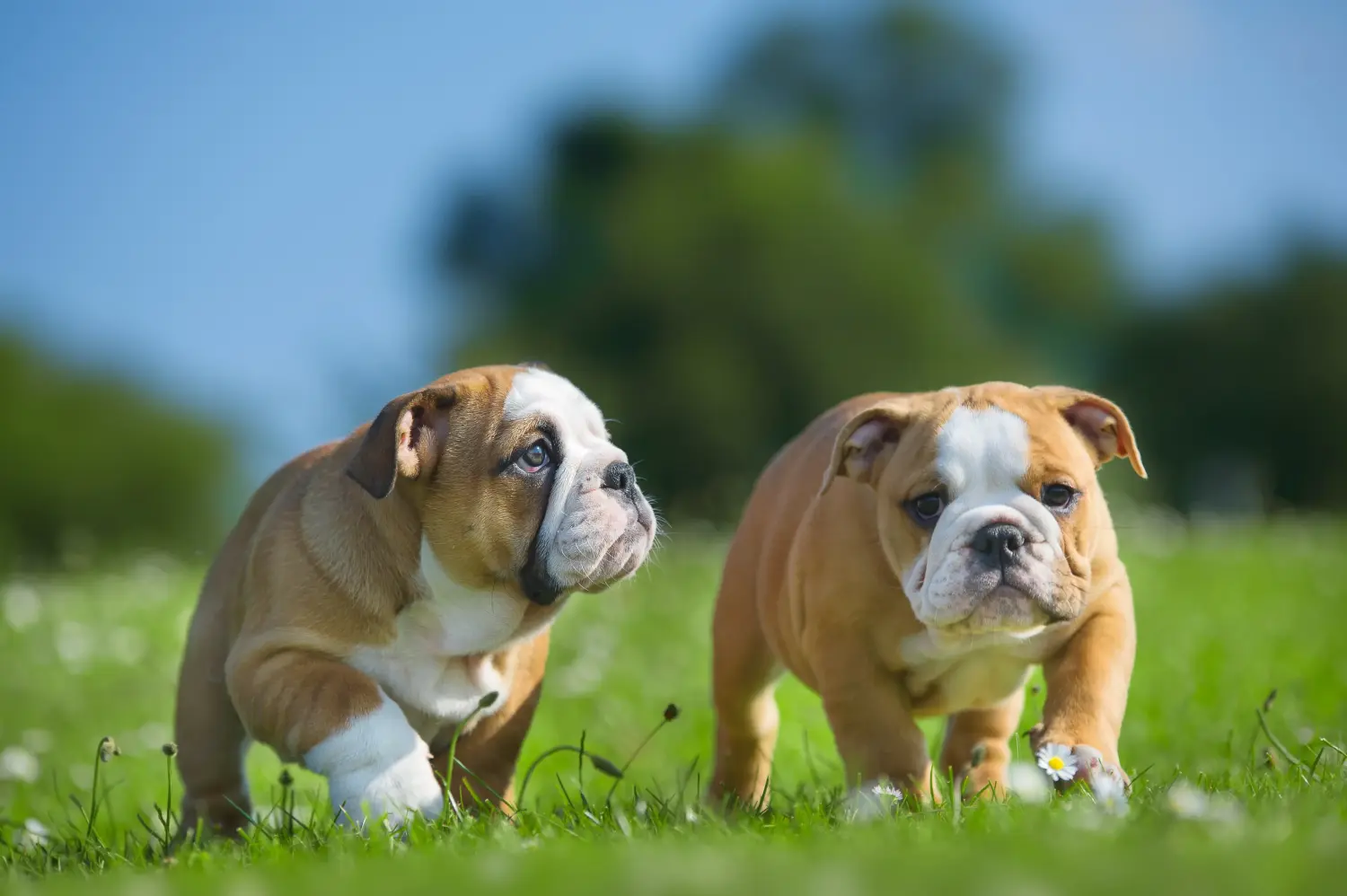 Acheter un chiot bouledogue anglais, c'est prendre ses responsabilités ! Acheter des chiots bouledogues anglais.
