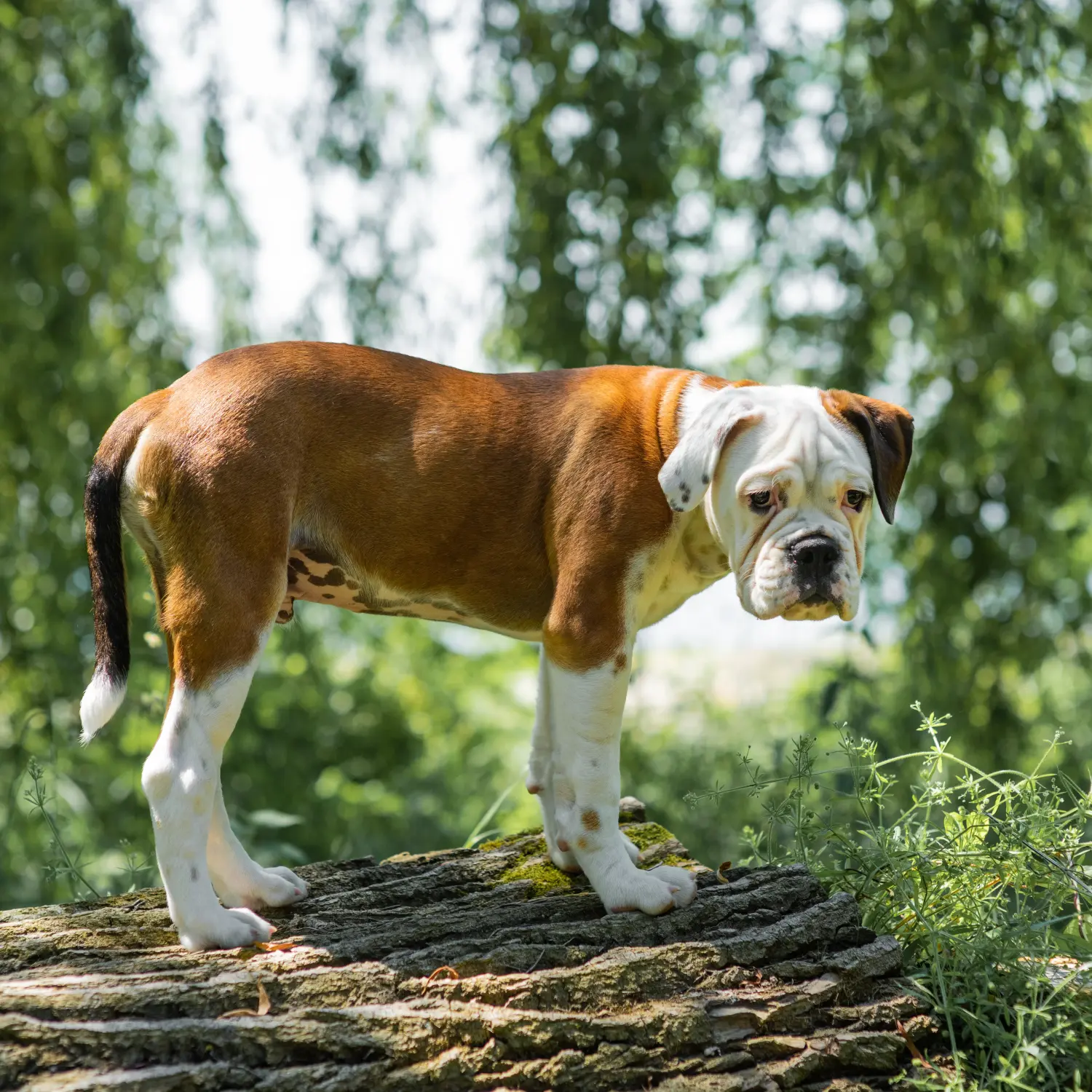 Acheter un chiot Continental Bulldog, c'est prendre ses responsabilités ! Acheter des chiots Continental Bulldog.