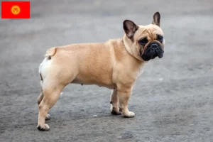 Lire la suite à propos de l’article Éleveurs de bouledogues français et chiots au Kirghizistan