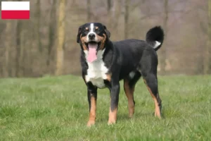 Lire la suite à propos de l’article Bouvier d’Appenzell éleveurs et chiots en Pologne