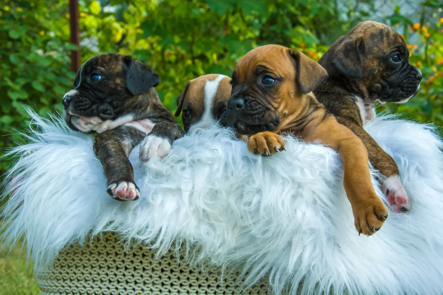 Acheter un chiot boxer, c'est prendre ses responsabilités ! Acheter des chiots boxers.