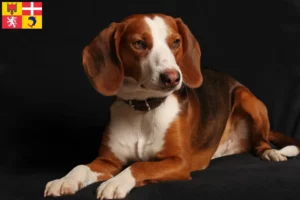 Lire la suite à propos de l’article Braque allemand éleveurs et chiots en Auvergne-Rhône-Alpes