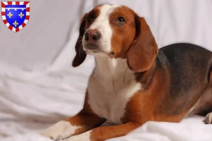 Lire la suite à propos de l’article Braque allemand éleveurs et chiots en Centre-Val de Loire