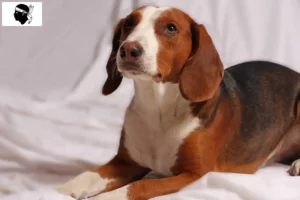 Lire la suite à propos de l’article Braque allemand éleveur et chiots en Corse