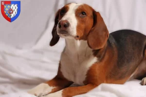 Lire la suite à propos de l’article Braque allemand éleveurs et chiots en Pays de la Loire