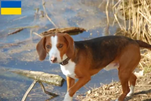Lire la suite à propos de l’article Braque allemand éleveurs et chiots en Ukraine