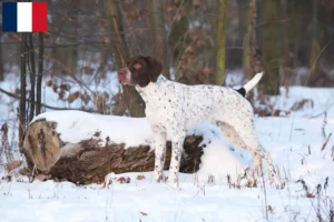 Lire la suite à propos de l’article Braque français type Pyrénées Éleveurs et chiots en Martinique
