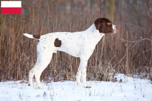 Lire la suite à propos de l’article Braque français type Pyrénées Éleveurs et chiots en Pologne