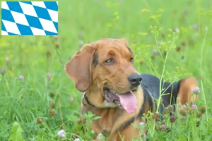 Lire la suite à propos de l’article Éleveurs de braques polonais et chiots en Bavière
