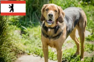 Lire la suite à propos de l’article Éleveurs de braques polonais et chiots à Berlin