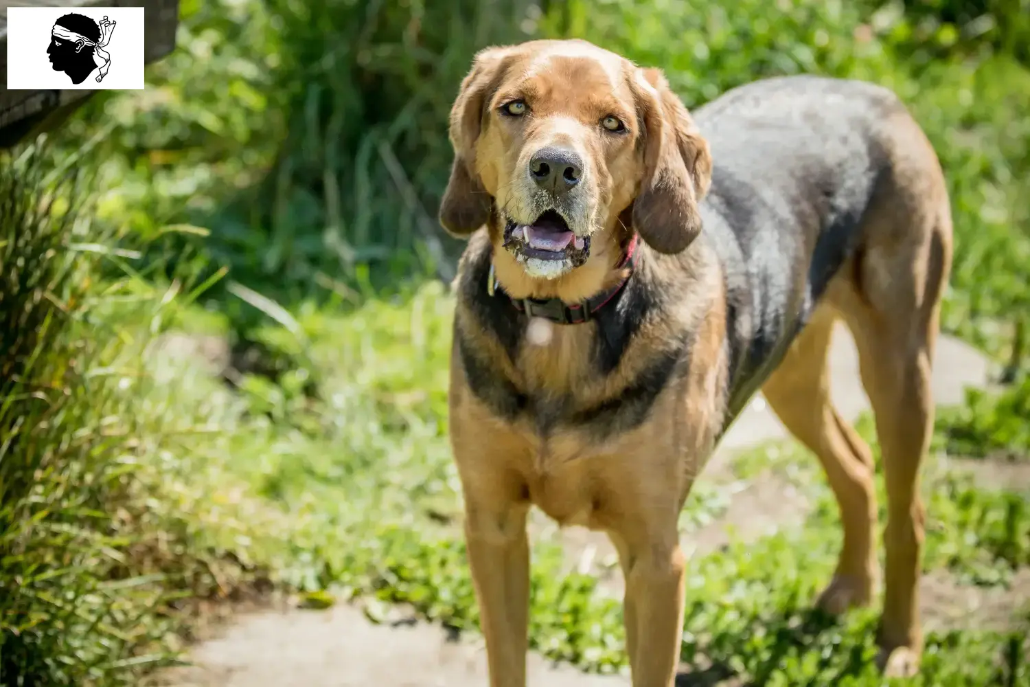 Braque polonais chiots et éleveurs Corse Ici, vous trouverez des éleveurs de braques polonais en Corse.