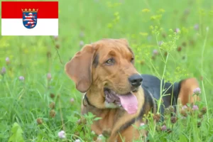 Lire la suite à propos de l’article Éleveurs de braques polonais et chiots en Hesse