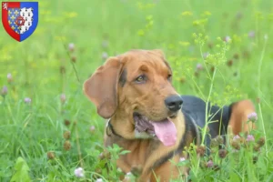 Lire la suite à propos de l’article Éleveurs de braques polonais et chiots en Pays de la Loire