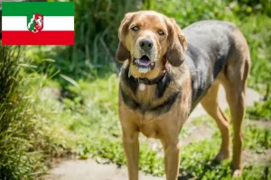 Lire la suite à propos de l’article Éleveurs de braques polonais et chiots en Rhénanie-du-Nord-Westphalie