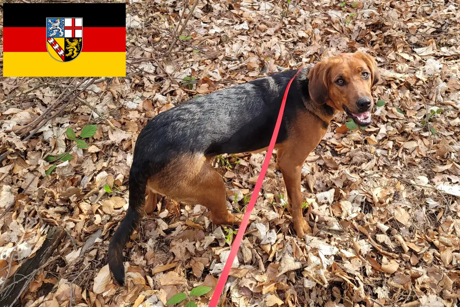 Braque polonais chiots et éleveurs Saarland Ici, tu trouveras des éleveurs de braques polonais en Sarre.